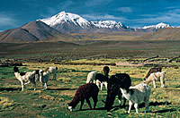 Altiplano